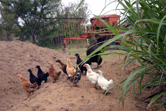 Does Your Business Need Some Manure?