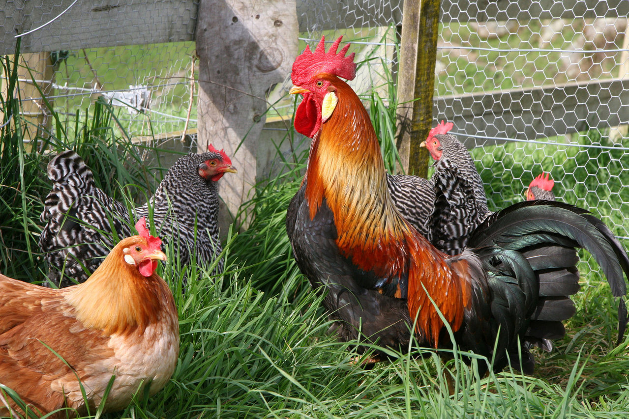 United Together with a Flock Block