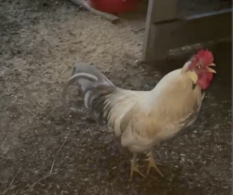 My First Encounter with a Rooster