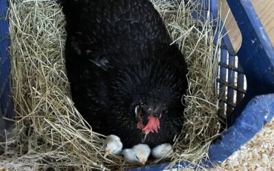 The Self-Limiting Beliefs of a Chicken Mama