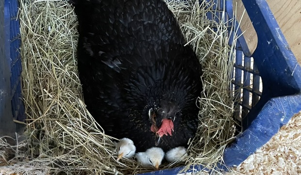 The Self-Limiting Beliefs of a Chicken Mama