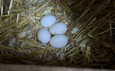 Is it a disaster, or just business?